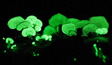 biolumina-inside.jpg
