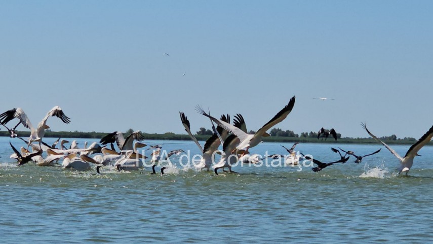 Delta Dunării. Pelicani și cormorani. Credit foto: Nicușor Bușurică