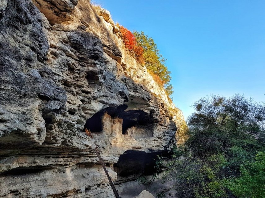 Rezervația naturală Dumbrăveni