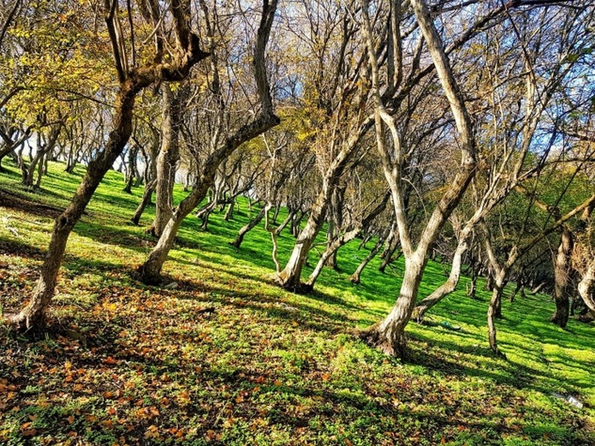 Rezervația naturală Dumbrăveni