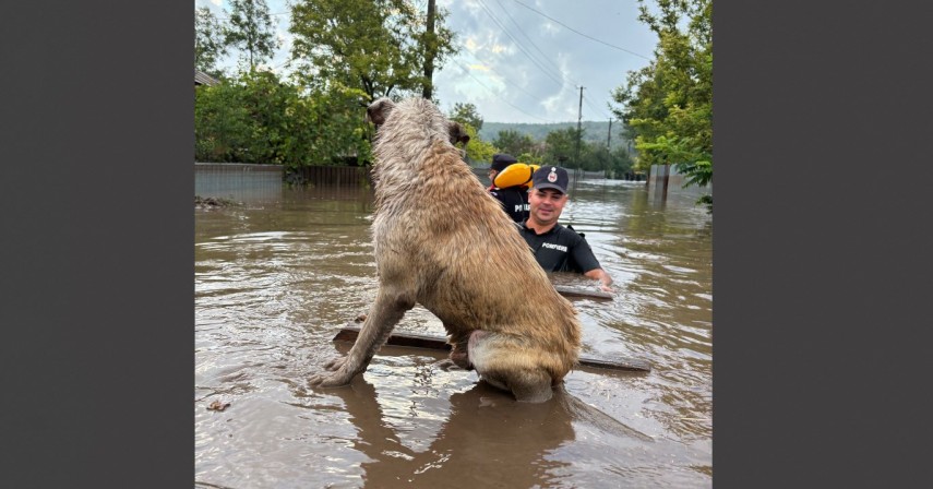 Sfaturi pentru salvarea animalelor aflate în zonele afectate de inundații