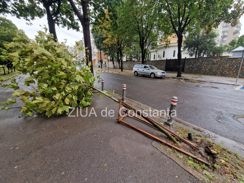 Copac, Sursa foto: ZIUA de Constanța