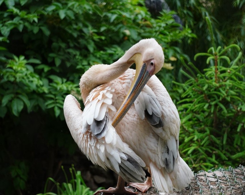 Gradina Zoologică Chisinau