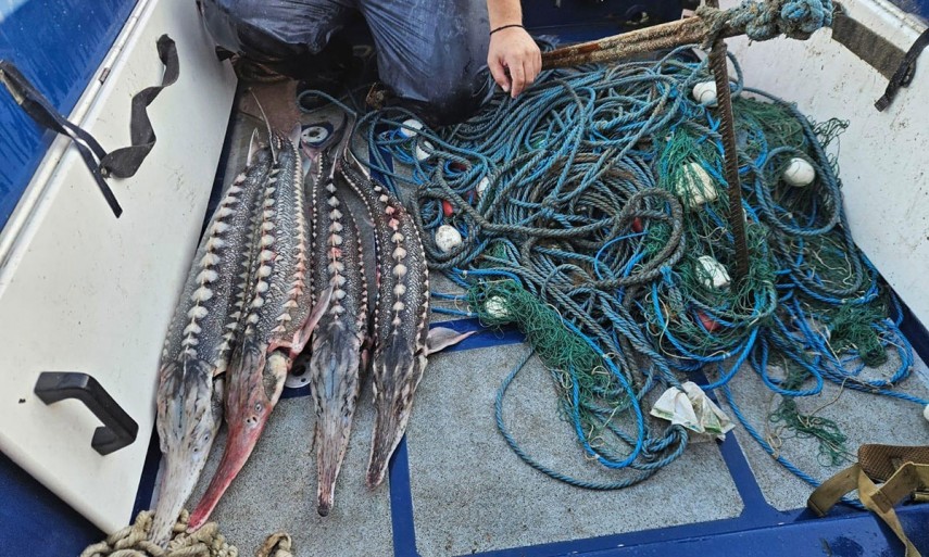 Pești, Sursa foto: Garda de Coastă