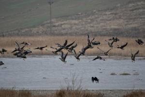  Fotoreportaj  Delta Dunării, la fel de frumoasă în orice anotimp! (Galerie FOTO) 