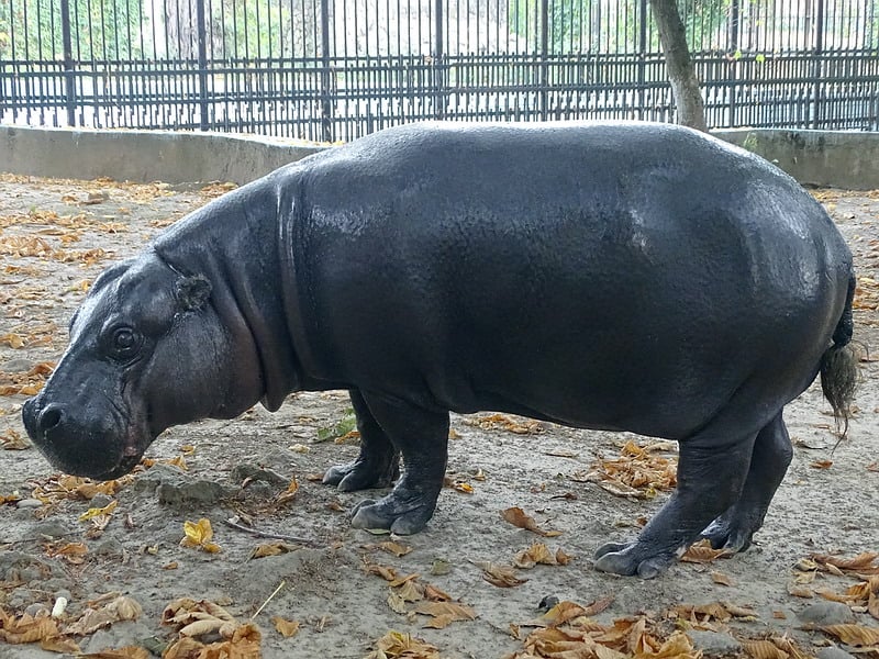 Sursă foto: Facebook/Grădina Zoologică Târgoviște